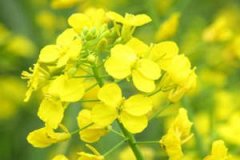 �и��μ��Ͳ˻��ܹ����δ�ȫ