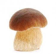 �ܹ������ƽ��ȫ��Ģ���ξ�����