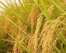 �ܹ����κöൾ�ȵ�Ԣ�� �μ����Ⱥ���