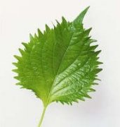 �ܹ������ƽ��ȫ��Ҷ�ξ�����