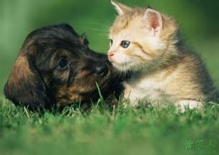 养狗还是养猫好 养狗有利于健康真的吗