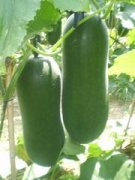 �ܹ����δ󶬹ϵ�Ԣ�� �μ�������ʲô��˼