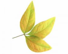 �ܹ�������Ҷ��Ԣ�� �μ���Ҷ�ξ�����