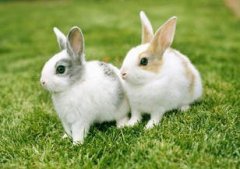 �ܹ������и�ץ���� �и��μ�ץ����