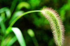 �ܹ������ƽ��ȫ�μ��Ӳݵ�Ԣ��