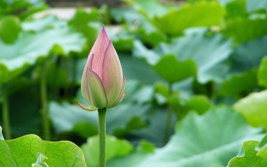 周公解梦破解大全梦见荷花池的寓意