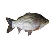 �μ���ҧ�� �ܹ�������ҧ��