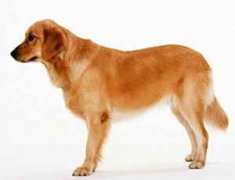 �ܹ����δ�ȫ����ҧ �μ�����Ԣ��