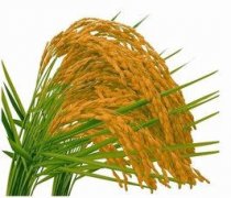 �μ����׵�Ԣ�� �μ����׺ò���