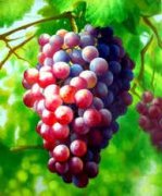 �и��μ������� �μ������ѵ�Ԣ��