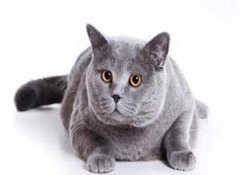 �μ�è���ܹ����� �μ�è�ӵ�Ԣ��