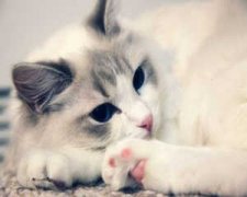 �����μ�è��ʲôԢ��