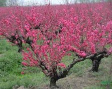 �μ�������Ԣ�� �ܹ���������