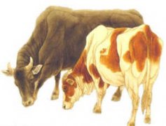 �ܹ����δ�ȫ�μ�ţ �μ�ţ��Ԣ��