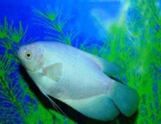 �и��μ�ץ�� �ܹ�����ץ��