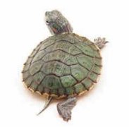 �μ��ڹ���ʲô��˼ �μ��ڹ��Ԣ��