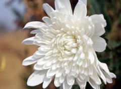 �μ���Ĺ��ʲô��˼ �μ���ĹԤʾ��ʲô