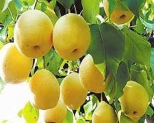 �μ�ժ����ʲô��˼ �μ�������ժ��