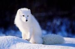 �и��μ��׺�����ô���� �ܹ������μ��׺���