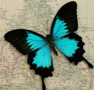 �μ�ȥ��������������ô���� �ܹ������μ�����