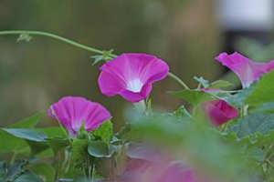 �μ�ʢ���Ļ��ܹ�����