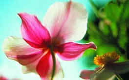 �μ��ʻ�ʢ����ʲô��˼