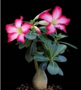 ɳĮõ�����ֳ���� ��ô�ֺ�ɳĮõ��