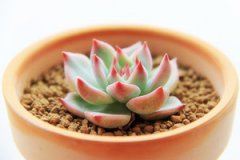 ����ֲ�Ｊ������ô�� ����ֺü�����