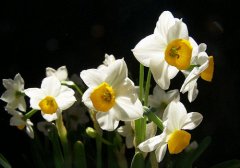 ˮ�ɻ��Ļ��� ˮ�ɻ�ͼƬ����