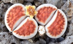 ����ֲ����ʯ����ô�� ��ʯͷһ����ֲ��