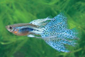 ����ռ��һ�������˳�֮˫����