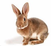 ѩ��ÿ����������֮˫����