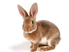 ˫������Ӱ�Ƽ��� ������Ӱ�Ƽ�