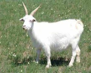 彼特2015年六月运势之摩羯座