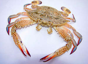 һ�ܽ�����������֮��з��