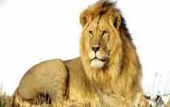 һ�ܽ�����������֮ʨ���� 6��15��21������