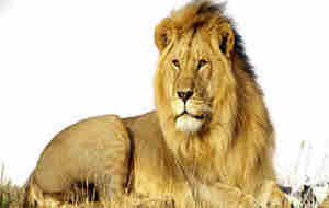 һ�ܽ�����������֮ʨ����