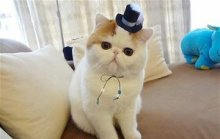 ���������ȵ�