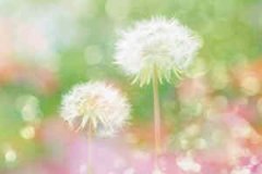 ��з���������� 2015������annemilk��з����