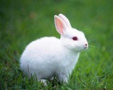 ѩ��2015��������������֮˫����