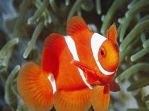 雪莱2015年六月星座运势之双鱼座