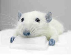 1984����ʲô��Ф 1984�������ʲô��Ф