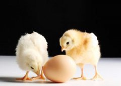 2015��6���������ƴ�ȫ 6����Ф����