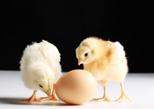 2015��6���������ƴ�ȫ