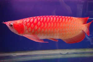 ��ɺ����2015��6������������֮˫����