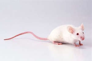 属鼠2015年6月生肖运势怎么样