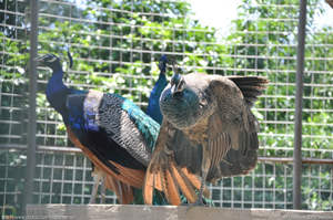 ��ȸ������ô