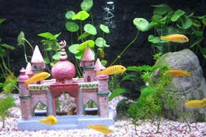 ��ɳ�����������ô