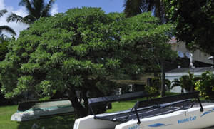 ë����˹����Ҫ����Ǯ