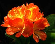 ������ʺ���ʲô�� ������˰�ʲôֲ������